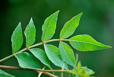 Zanthoxylum simulans - žlutodřev čínský - jarní list